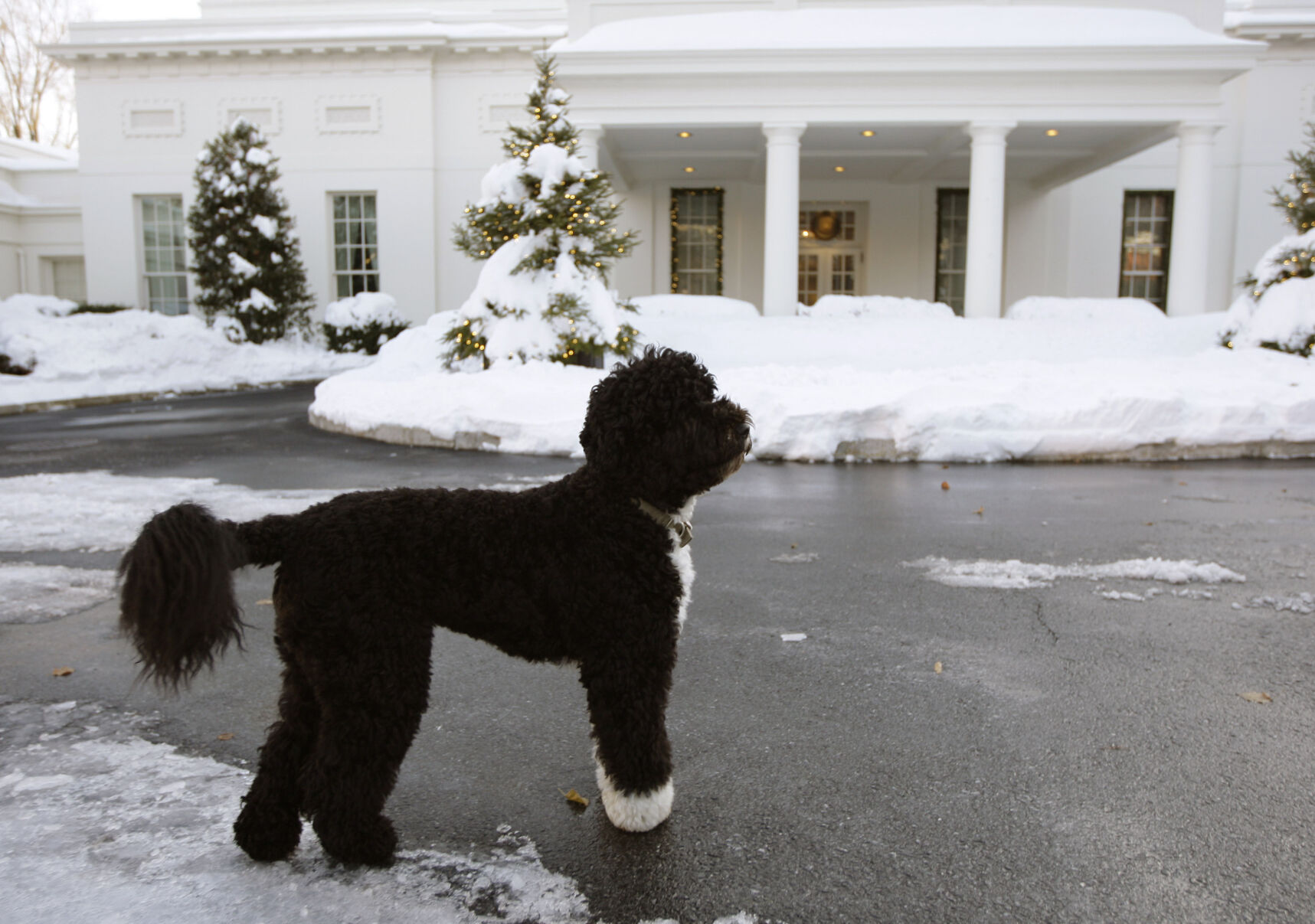 Obama Dog